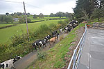cows passing the cottage